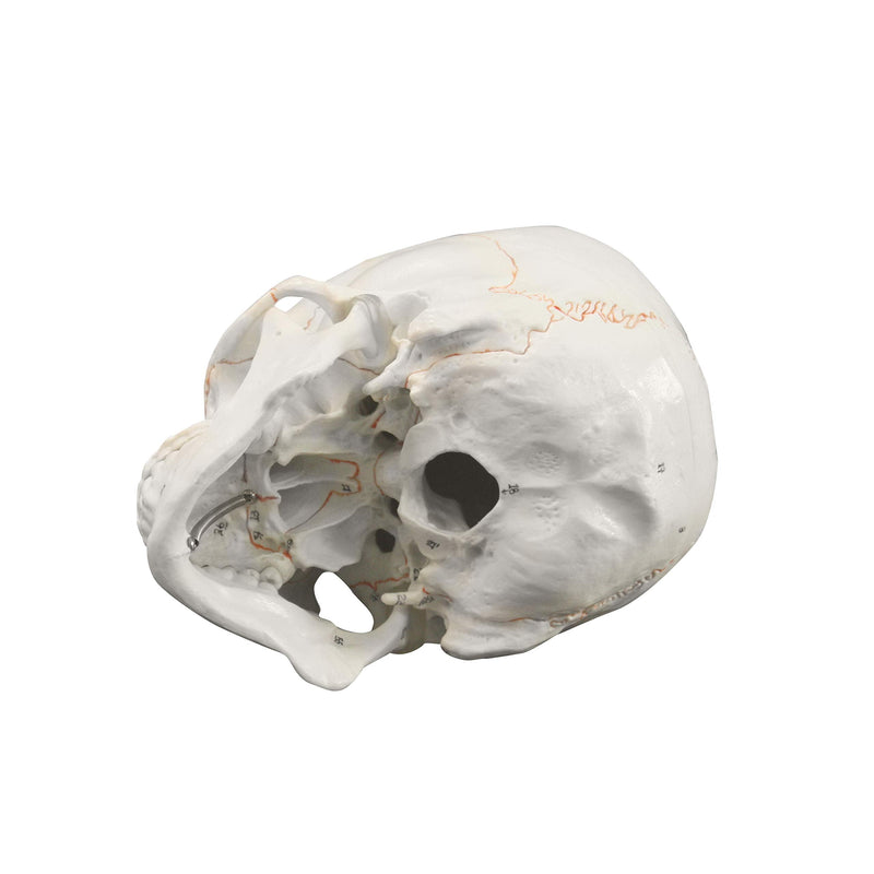 VAL221 Medical Numbered Human Skull-3 Part | Life Size | from Real Human Skull, Detail Hand Painted Numbering | Sectioned Skullcap | Suture Lines & Full Dentition | Labelled Diagram