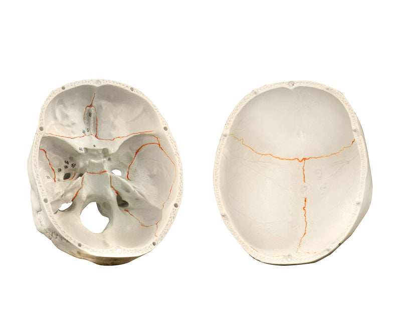 VAL221 Medical Numbered Human Skull-3 Part | Life Size | from Real Human Skull, Detail Hand Painted Numbering | Sectioned Skullcap | Suture Lines & Full Dentition | Labelled Diagram