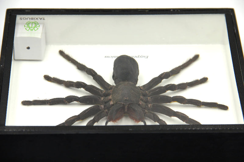 Real Giant Bird Eating Tarantula EURYPEIMA SPINCRUS Spider Taxidermy Transparent Boxed Display (Black Wooden Box) Black Wooden Box