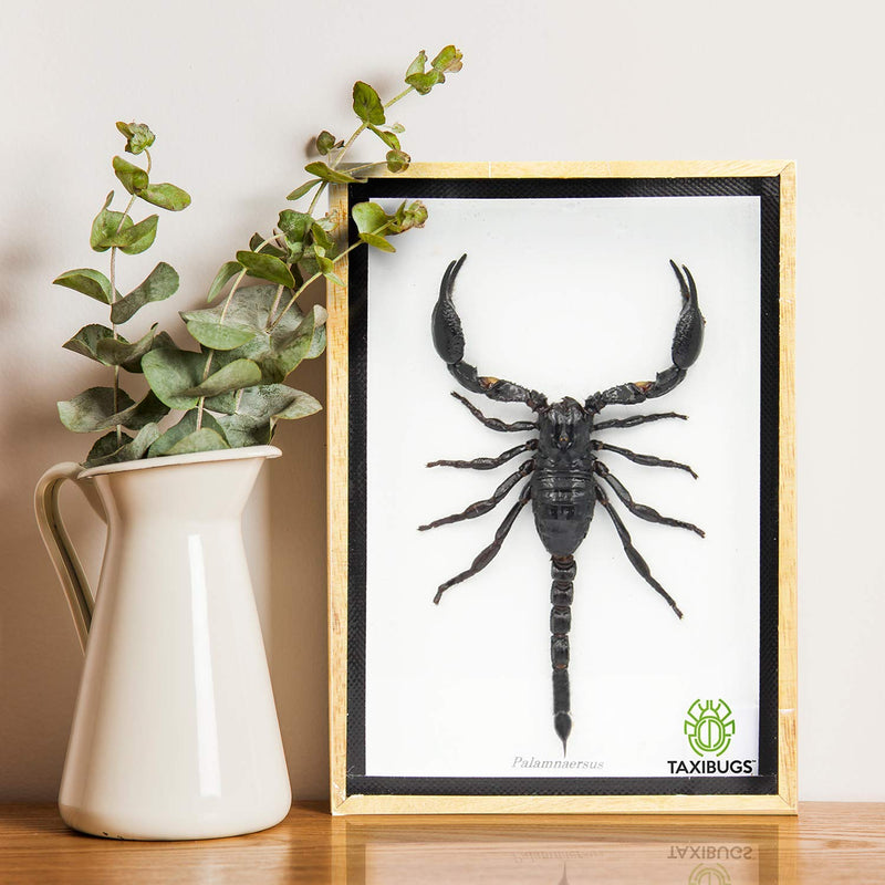 Real Exotic Poisonous Scorpion – Preserved Taxidermy Insect Bug Collection Framed in a 3D Wooden Frame as Pictured Taxidermy (Wooden Box) 7"L x 4.9"W