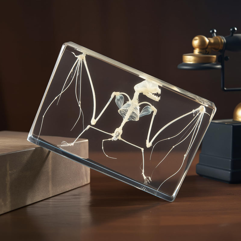 Taxidermy Bat and Real Bat Specimens Mounted in Resin, Ideal Gift for Fans of Taxidermy, Animal Skulls, Oddities, and Biology (Bat Skeleton (5.3x3.5x1.3 Inch)) Bat Skeleton (5.3x3.5x1.3 Inch)