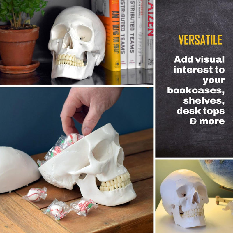 hBARSCI Human Skull Model - Medical Quality - 3 Parts with Removable Calvaria & Articulated Mandible - Anatomy Skull, Plastic Skull Replica, Life Size Skull