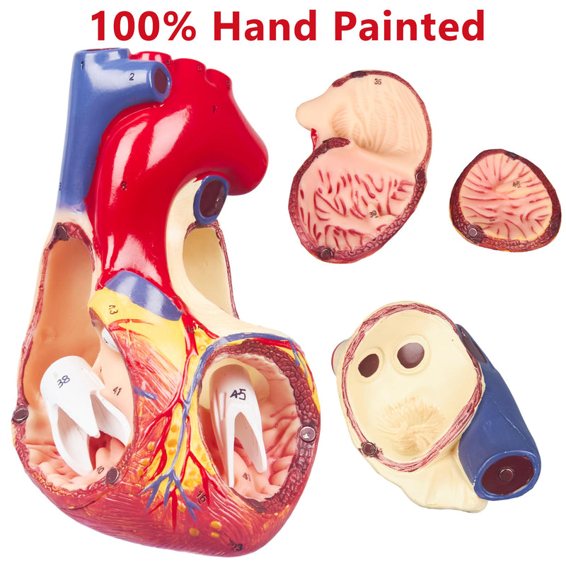 2X Enlarged Anatomical Heart Model - 4-Part Human Heart Model with 49 Anatomical Structures - Heart Medical Model with Magnet Held & Number Manual for Classroom and Cardiology Study 2X Enlarged 49 Anatomical Structures Model