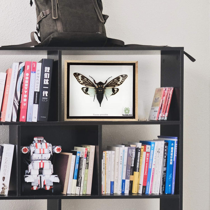 Real Exotic Cicada Blue Wings - Taxidermy Collection Framed in a Wooden Box Blue Wings, Wooden Box