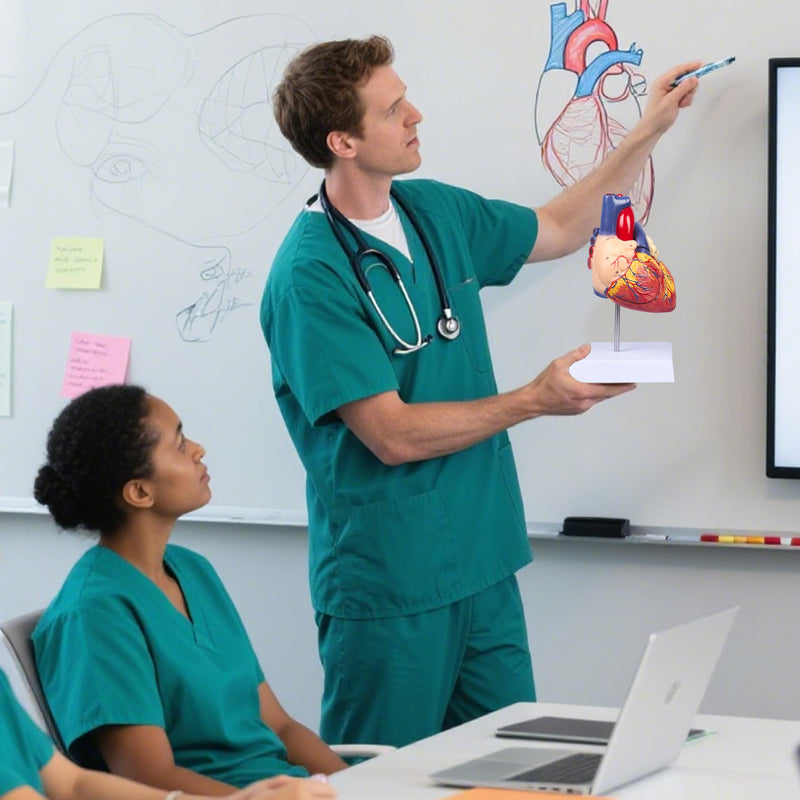 2X Enlarged Anatomical Heart Model - 4-Part Human Heart Model with 49 Anatomical Structures - Heart Medical Model with Magnet Held & Number Manual for Classroom and Cardiology Study 2X Enlarged 49 Anatomical Structures Model