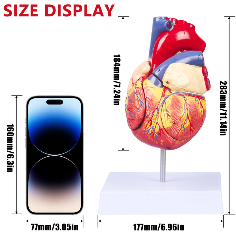 2X Enlarged Anatomical Heart Model - 4-Part Human Heart Model with 49 Anatomical Structures - Heart Medical Model with Magnet Held & Number Manual for Classroom and Cardiology Study 2X Enlarged 49 Anatomical Structures Model