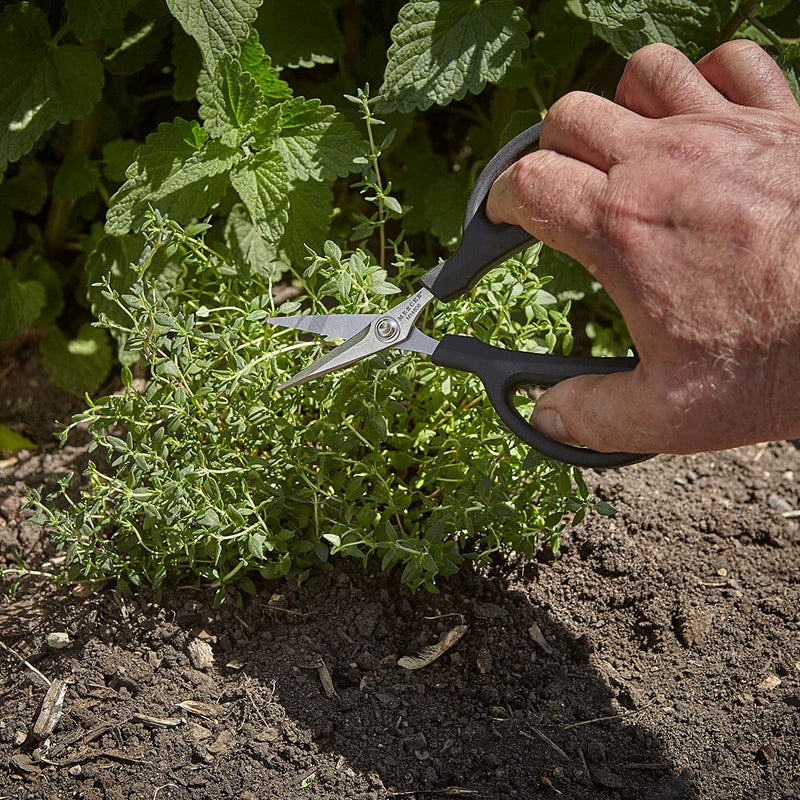 Mercer Culinary Herb Snips, 6 1/2-Inch Herb Snips 6.5 Inch