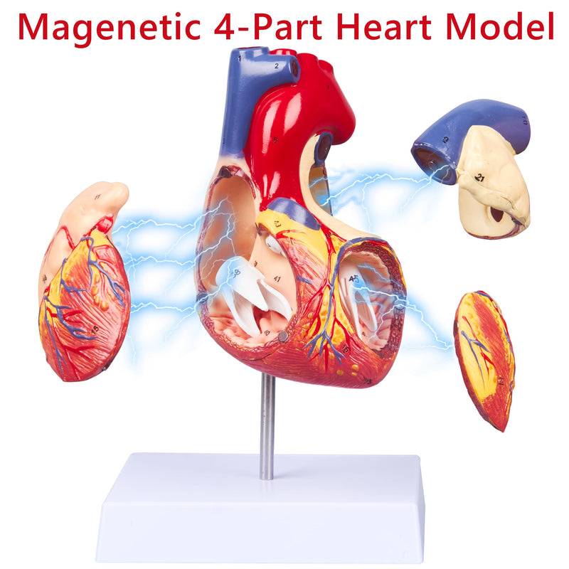 2X Enlarged Anatomical Heart Model - 4-Part Human Heart Model with 49 Anatomical Structures - Heart Medical Model with Magnet Held & Number Manual for Classroom and Cardiology Study 2X Enlarged 49 Anatomical Structures Model