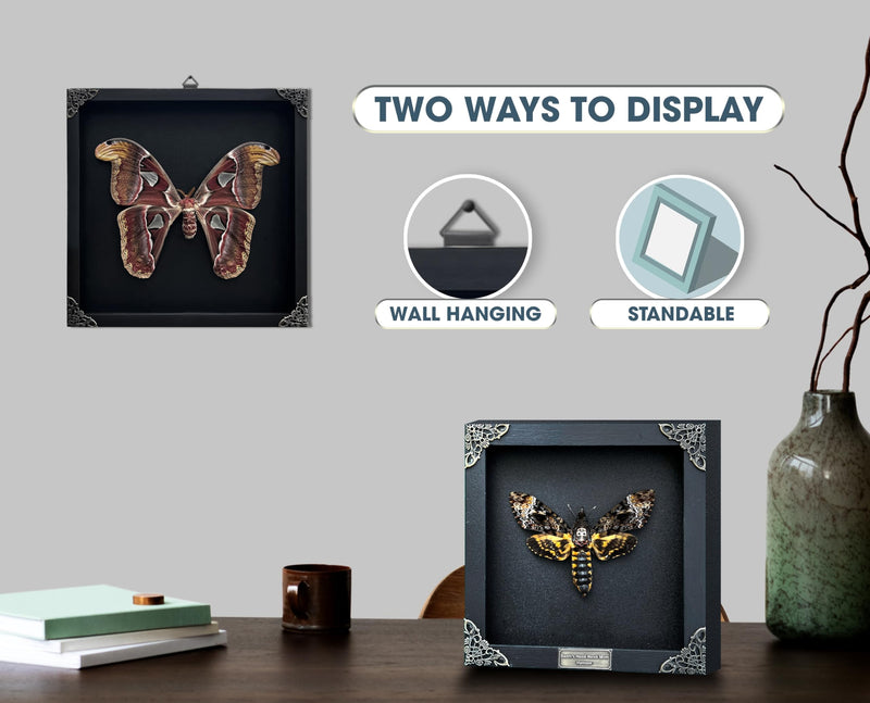 Real Graphium Swallowtail Butterfly Framed Shadow Box Preserved Specimen Gothic Curio Wall Art Gift for Entomology Lovers K12-41-DE Butterfly 41 Black Frame