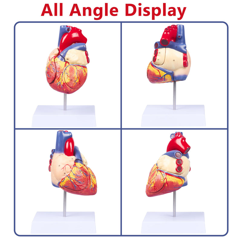 2X Enlarged Anatomical Heart Model - 4-Part Human Heart Model with 49 Anatomical Structures - Heart Medical Model with Magnet Held & Number Manual for Classroom and Cardiology Study 2X Enlarged 49 Anatomical Structures Model