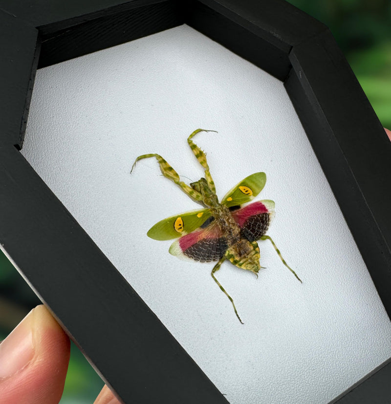 Gothic Green Mantis Beetle in Coffin Frame Spooky Halloween Taxidermy Specimen Entomology Curiosity Preserved Insect Decor Scientific Oddity CF12-62-TR Coffin #62 - White