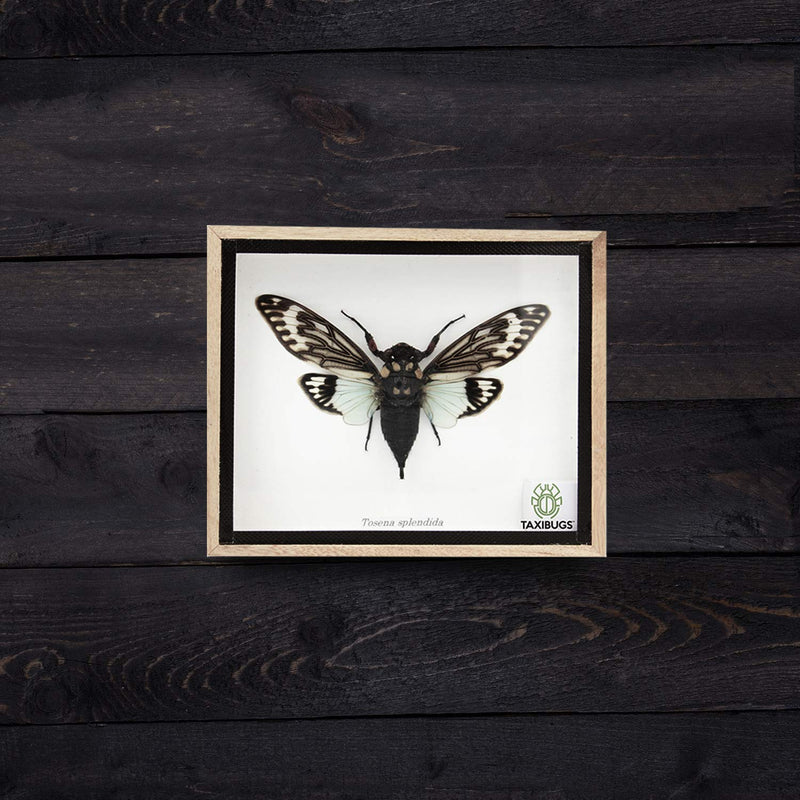 Real Exotic Cicada Blue Wings - Taxidermy Collection Framed in a Wooden Box Blue Wings, Wooden Box