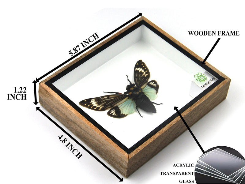 Real Exotic Cicada Blue Wings - Taxidermy Collection Framed in a Wooden Box Blue Wings, Wooden Box