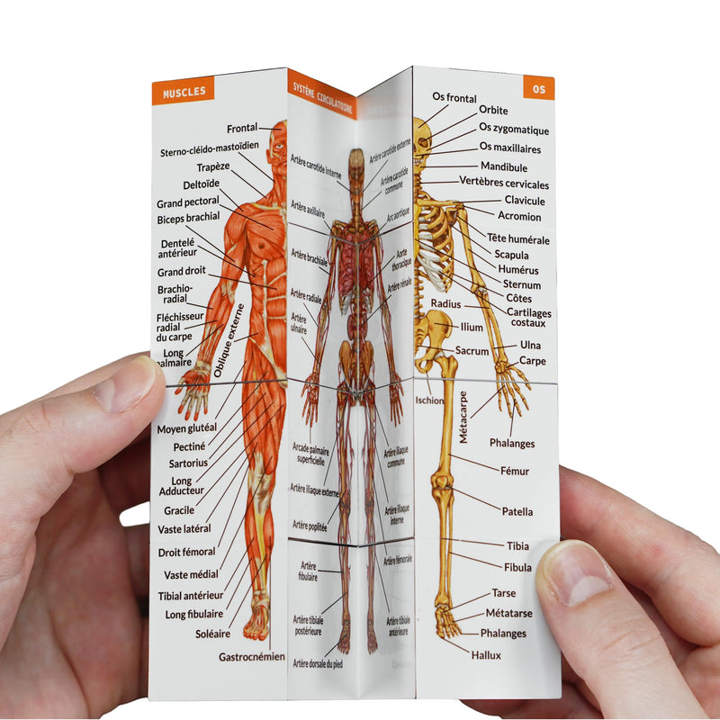 Learning Cube for Human Anatomy in French | Study 9 Parts of the Human Body | Cube Anatomy Model | Ideal Gift for Nurses and Medical Students