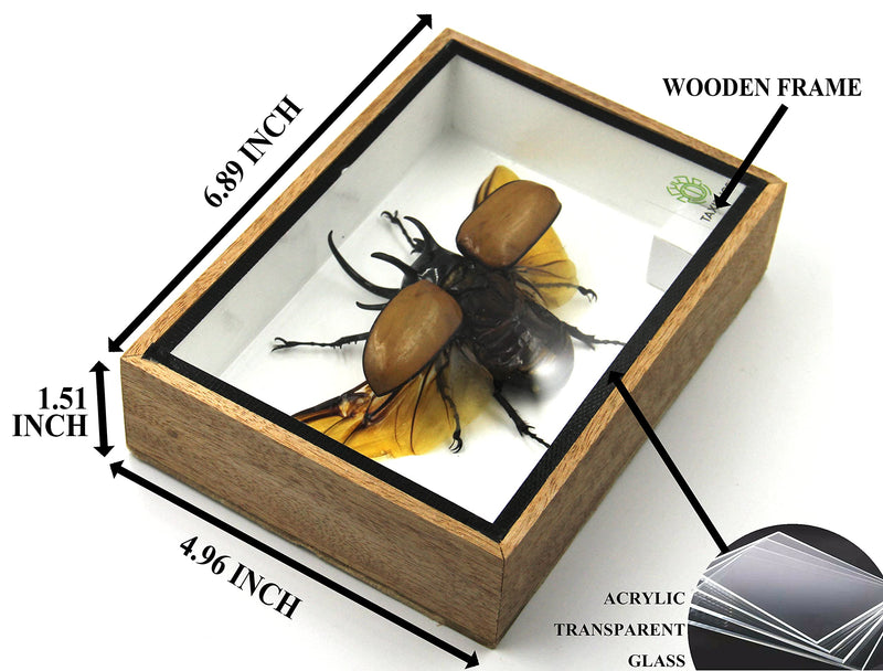 Real 5 Horned Beetle/Eupatorus Gracilicornis Flying Form Taxidermy in Transparent Box Display (Wooden Box) (Wooden Box) Wooden Box