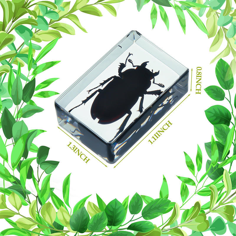 20 Pcs Insect in Resin Bug Preserved Specimen Collection Paperweights Resin Insects Various Insect Specimen for Office Men Women Biology Science Teacher Education Bug Collection Supplies (Insect)