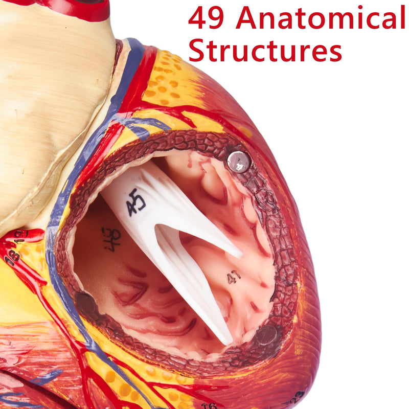 2X Enlarged Anatomical Heart Model - 4-Part Human Heart Model with 49 Anatomical Structures - Heart Medical Model with Magnet Held & Number Manual for Classroom and Cardiology Study 2X Enlarged 49 Anatomical Structures Model