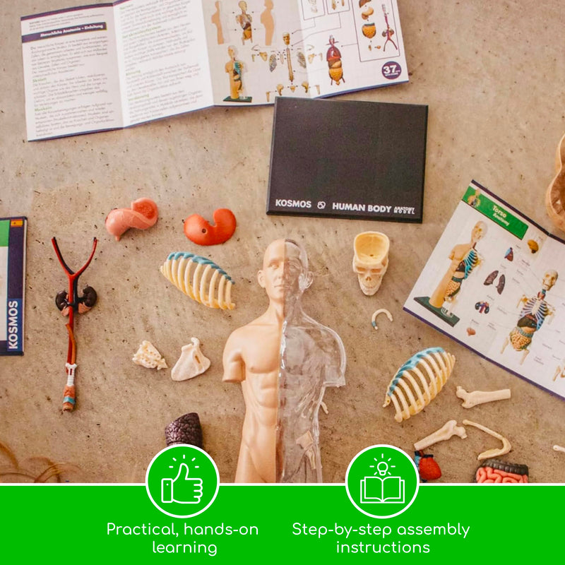 Thames & Kosmos 260830 Human Body Anatomy Model Toy, Multi