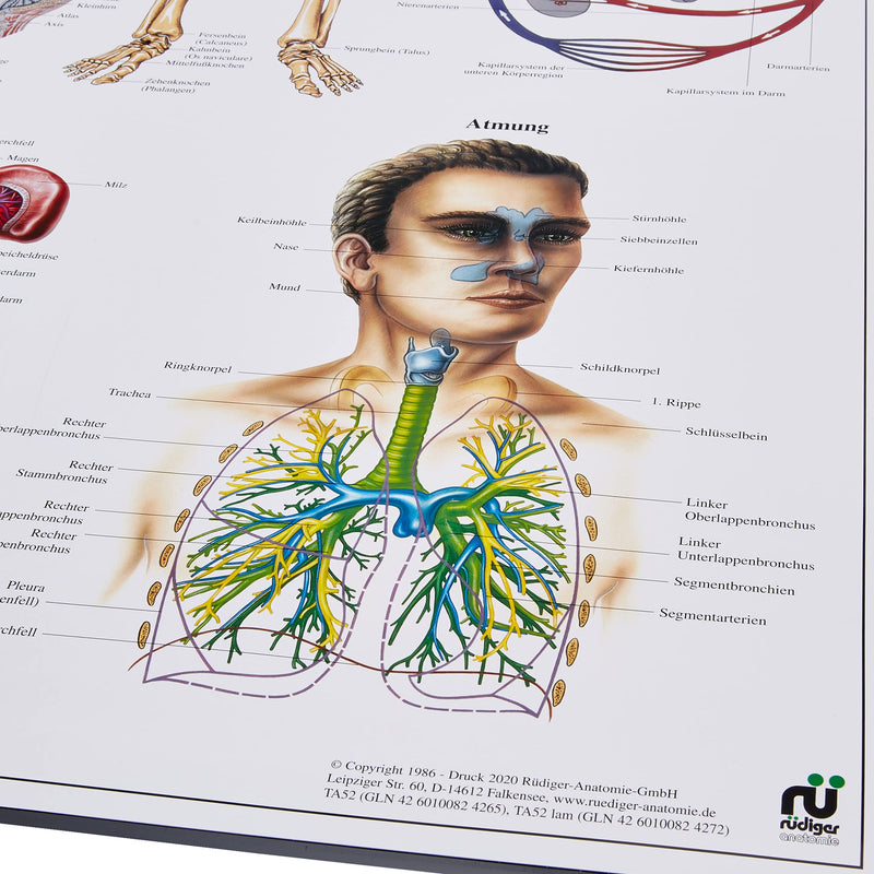 Human body chart in German (70 x 100 cm) Single
