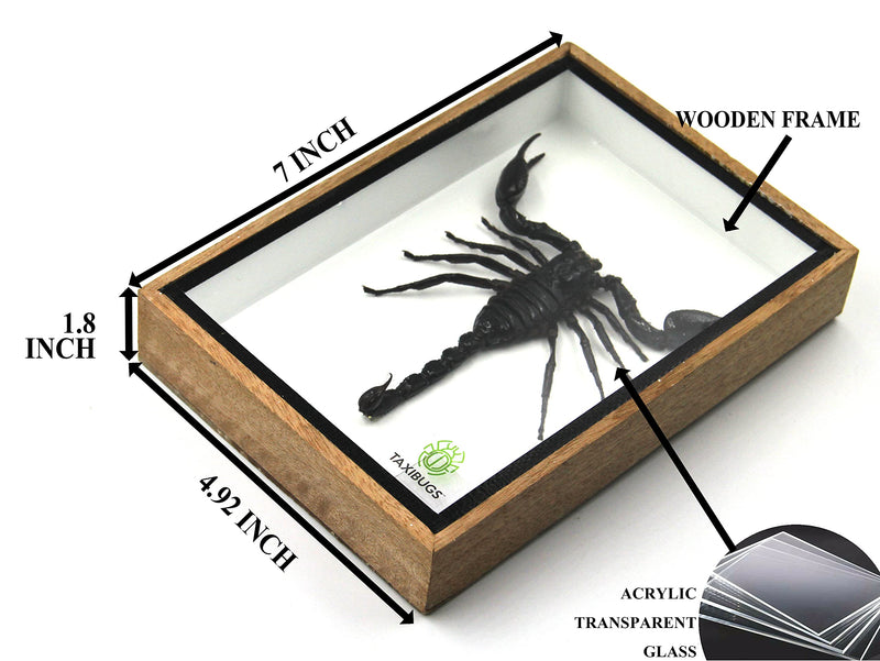 Real Exotic Poisonous Scorpion – Preserved Taxidermy Insect Bug Collection Framed in a 3D Wooden Frame as Pictured Taxidermy (Wooden Box) 7"L x 4.9"W