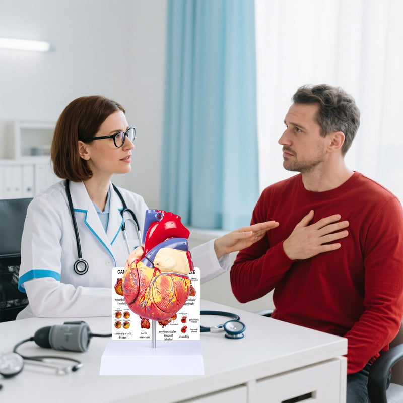 2X Enlarged Anatomical Heart Model - 4-Part Human Heart Model with 49 Anatomical Structures - Heart Medical Model with Magnet Held & Number Manual for Classroom and Cardiology Study 2X Enlarged 49 Anatomical Structures Model