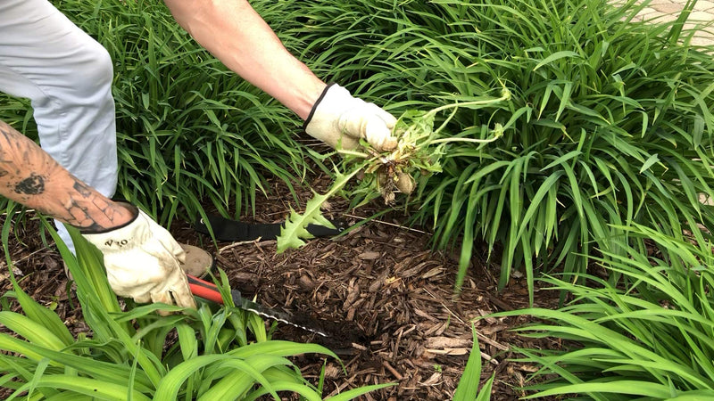 Keyfit Tools Weed Puller Weeding Knife for Deep Tap Root Weeds Like Dandelions, Crabgrass & Other Clump Grassy Weeds Stainless Steel Manual Weeder Get The Entire Root Great for Driveway & Sidewalks