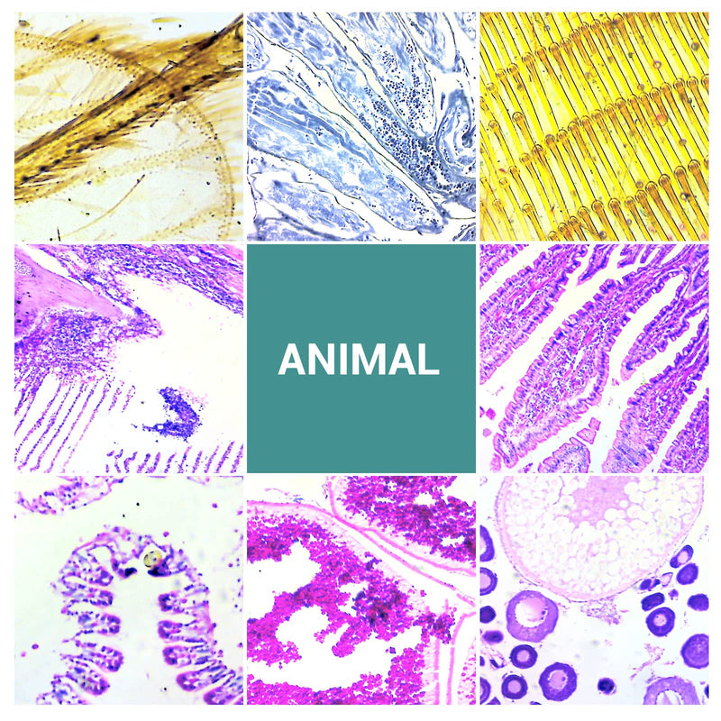 100 Microscope Slides with Specimens for Kids and Adults, Prepared Microscope Slides with Plants Animals Insects for Students Homeschool Edu 100Pcs