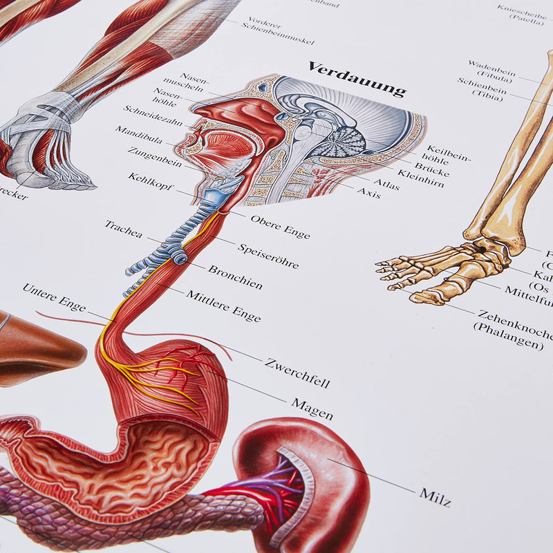 Human body chart in German (70 x 100 cm) Single