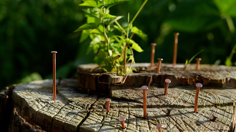 20 Pcs Copper Nails for Killing Trees, Stumps & Roots, 3.15 Inch Long Pure Copper Nails Bulk, Stump Removal Spikes with 1 Pcs 3.15 Inch Long Steel Nail and 1 PCS Drill (3.15 inches) 3.15 inches