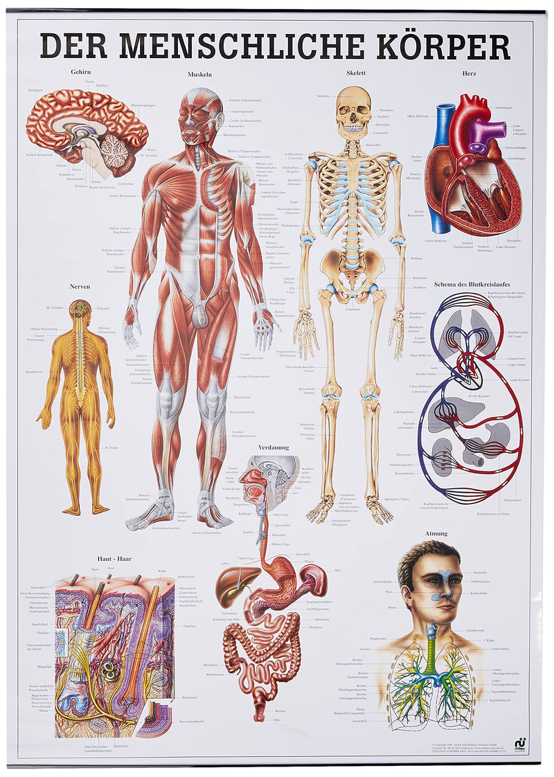 Human body chart in German (70 x 100 cm) Single