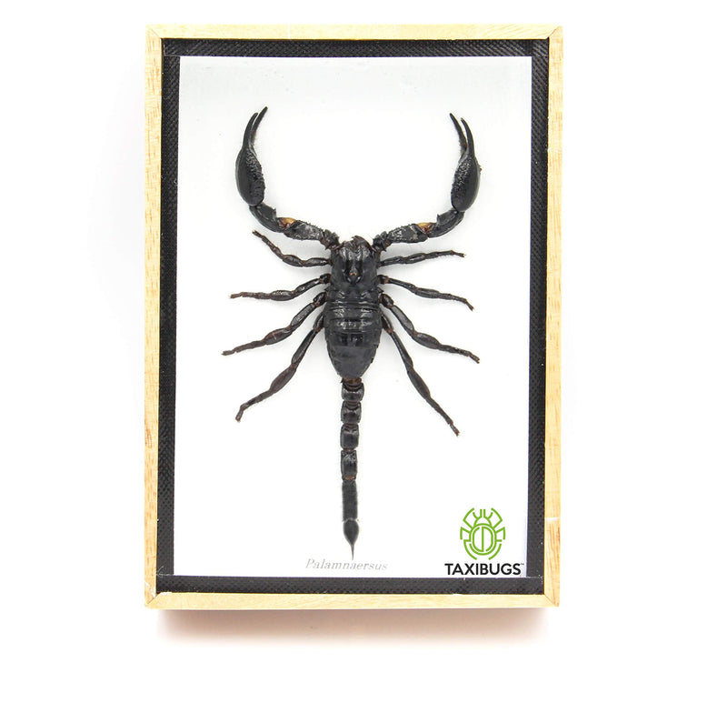 Real Exotic Poisonous Scorpion – Preserved Taxidermy Insect Bug Collection Framed in a 3D Wooden Frame as Pictured Taxidermy (Wooden Box) 7"L x 4.9"W