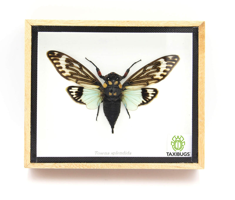 Real Exotic Cicada Blue Wings - Taxidermy Collection Framed in a Wooden Box Blue Wings, Wooden Box