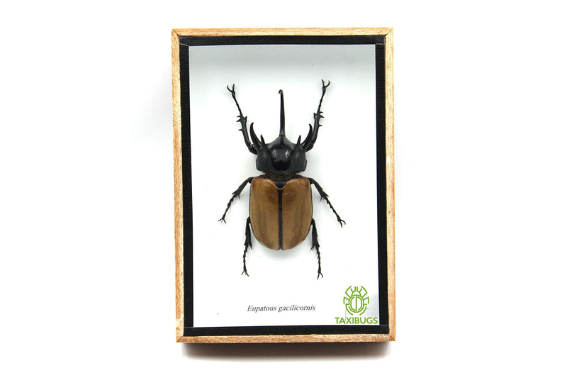 Rare Giant 5 Horn Rhino/Rhinoceros Beetle, Eupatorus gracilicornis, Taxidermy Insect Box Entomology Gift (Wooden Box) Wooden Box