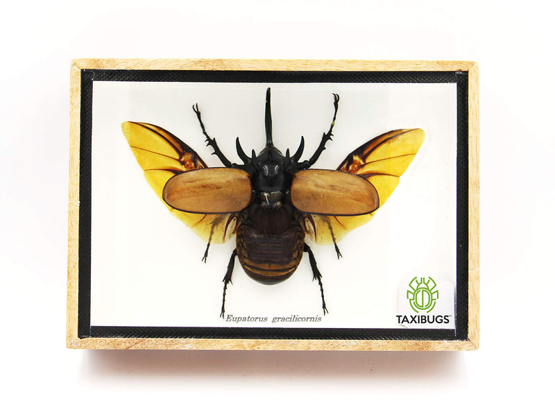 Real 5 Horned Beetle/Eupatorus Gracilicornis Flying Form Taxidermy in Transparent Box Display (Wooden Box) (Wooden Box) Wooden Box