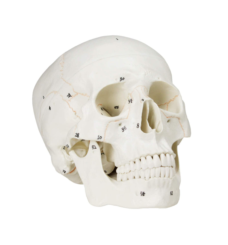 VAL221 Medical Numbered Human Skull-3 Part | Life Size | from Real Human Skull, Detail Hand Painted Numbering | Sectioned Skullcap | Suture Lines & Full Dentition | Labelled Diagram