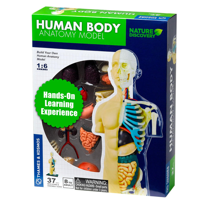 Thames & Kosmos 260830 Human Body Anatomy Model Toy, Multi