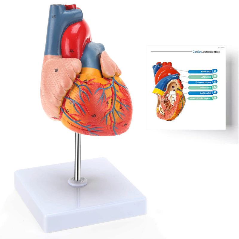 RONTEN Human Heart Model, Heart Model, 2-Part Life Size Anatomically Accurate Numbered Heart Medical Model, Held Together with Magnets on Base Heart model-red