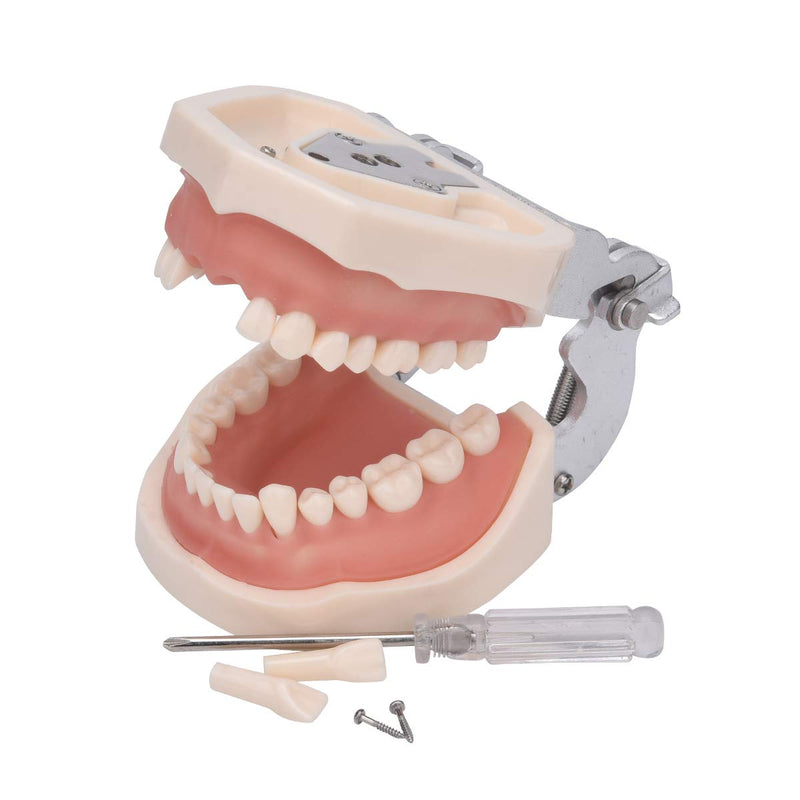 Dental Typodont Teeth Model,Completely Detachable Teeth Model Suitable for Teaching,Practice and Study,Come with a Small Screwdriver 32 Tooth Model