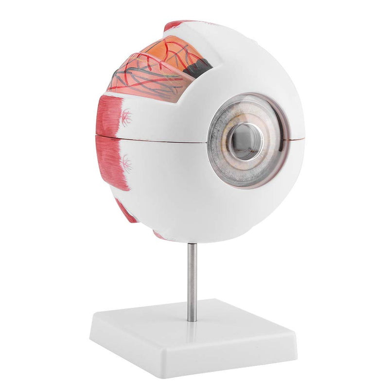 Eye Model Anatomy 6X Magnification, Human Eye Model Removable | Medical Teaching Model for Biology Teaching & Medical Studies