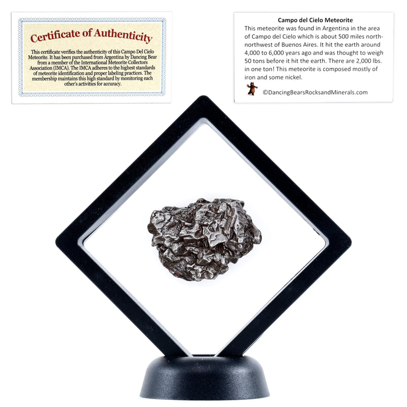 DANCING BEAR Real Meteorite Extra Large (60-70g) Genuine from Campo Del Cielo Argentina, Certificate of Authenticity, Display Stand, ID Card, Space Rock, Assembled in The USA 60-70g