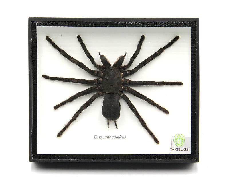 Real Giant Bird Eating Tarantula EURYPEIMA SPINCRUS Spider Taxidermy Transparent Boxed Display (Black Wooden Box) Black Wooden Box