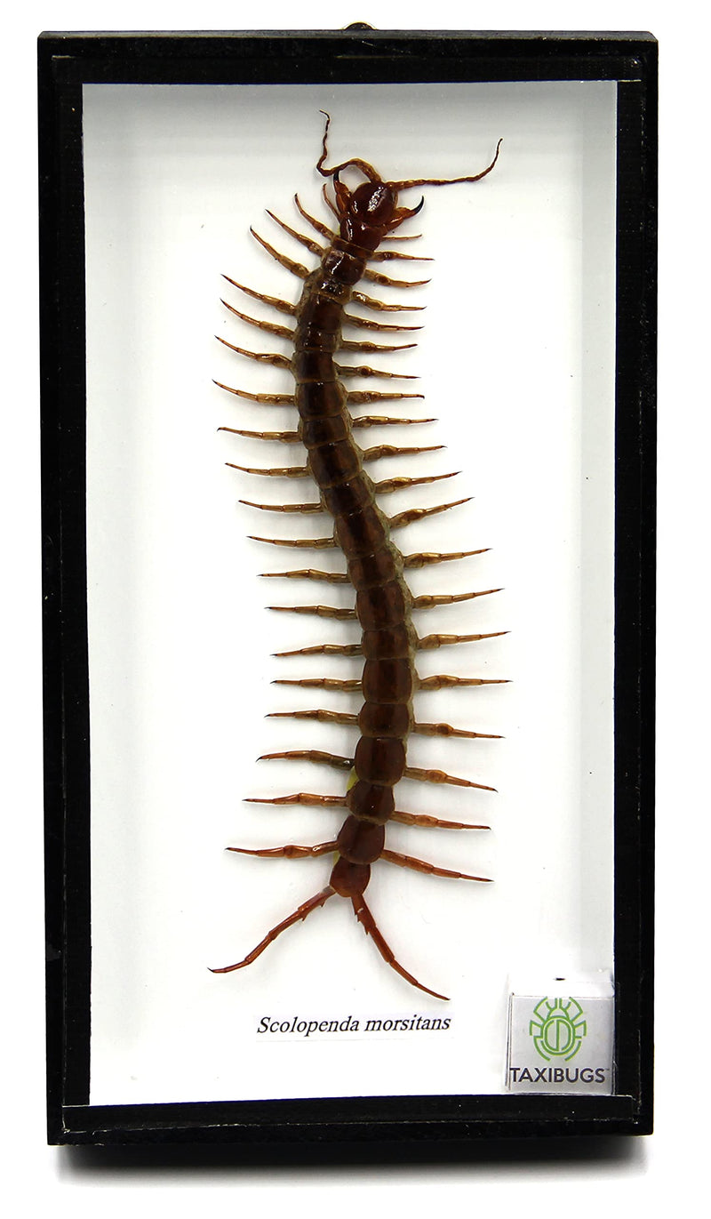 Real Centipede Millipede Scolopendra MORSITANS Taxidermy Insect in 3D Wooden Frame (White Background, Black Wooden Box) White Background, Black Wooden Box