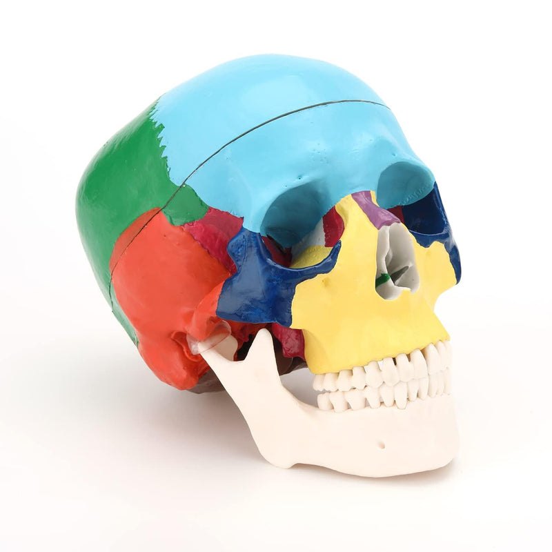 RONTEN Human Skull Anatomical Model, Painted Medical Skull 3-Part Removable Skull Cap and Moving Jaw, Display Model for Medical Student Human Anatomy Teaching and Studying(Asia) Asia Color Skull Model