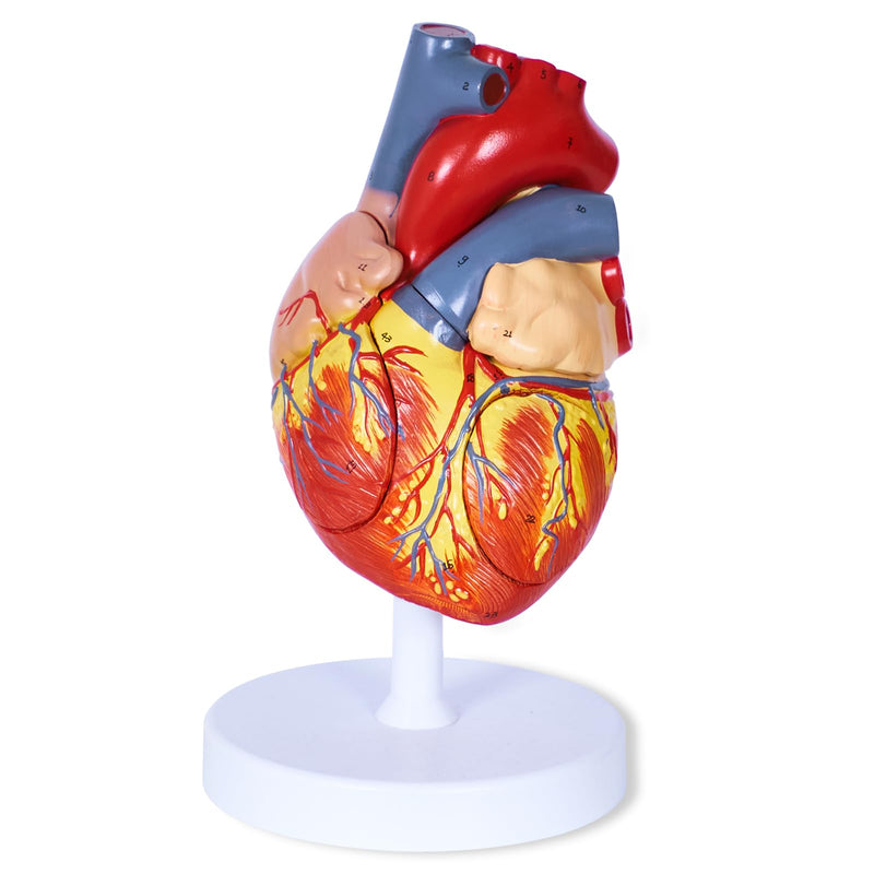 breesky Human Heart Model Anatomy, 4-Part 1:2 Anatomical Heart Model with 49 Anatomical Structures, Held Together with Magnets, Includes Mounted Display Base, Detailed Product Manual 49-Numbered Anatomical Heart Model