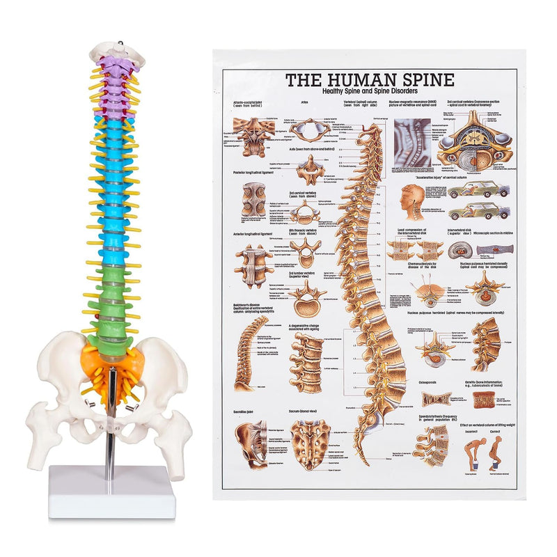 breesky Scientific Mini Spine Model, 15.5’’ Anatomical Spine Model with All Nerves, Human Anatomy Model with Stand for Instruction, Study and Display Colorful Mini Spine Model