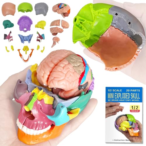 Human Skull with Brain Anatomy Model, 1:2 Half Life Size | EVOTECH SCIENTIFIC Detachable skull anatomy model, suitable for anatomy studies, education and teaching purposes, 20 pieces mini skull model with brain