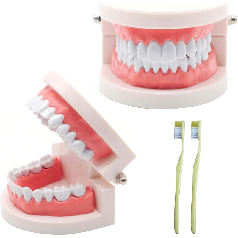 NIYATA Set of 2 dental model dentures, model standard dentist, denture model demonstration with 2 toothbrushes for dental teaching, oral care, dental clinics