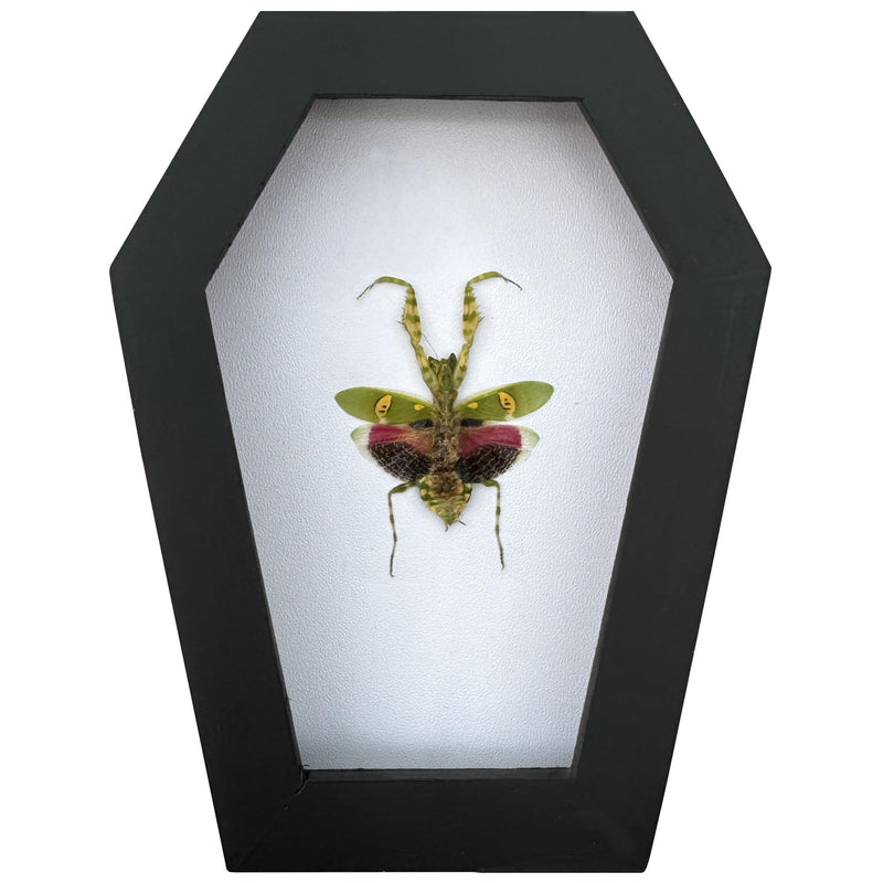 Gothic Green Mantis Beetle in Coffin Frame Spooky Halloween Taxidermy Specimen Entomology Curiosity Preserved Insect Decor Scientific Oddity CF12-62-TR Coffin #62 - White