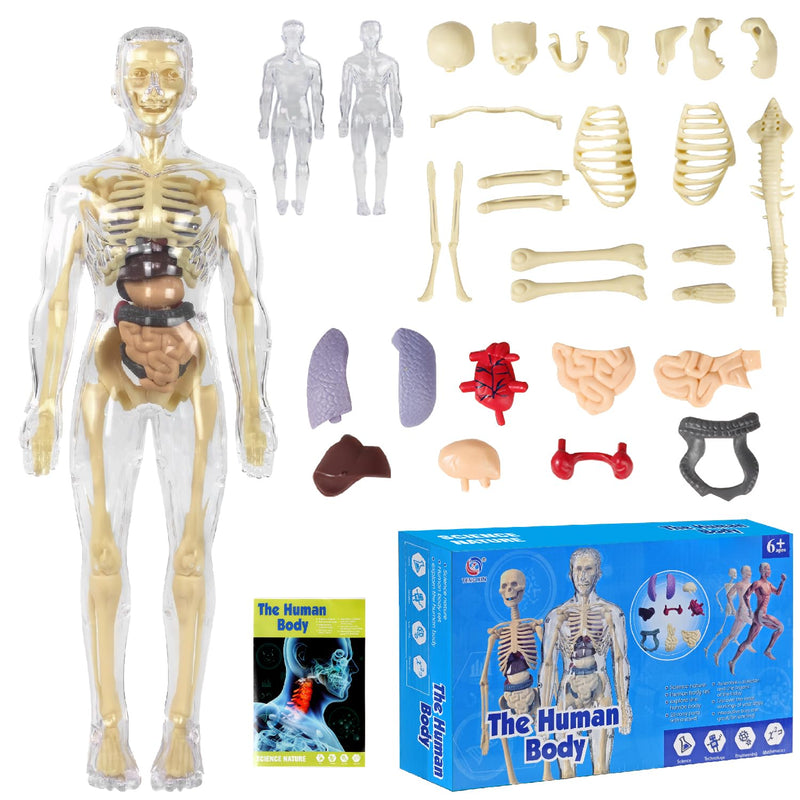 Anatomy Model Children, Anatomy Figure, Human Body Model for Children, Preschool Training for Children, Human Skeleton with Muscles, Model for Anatomy