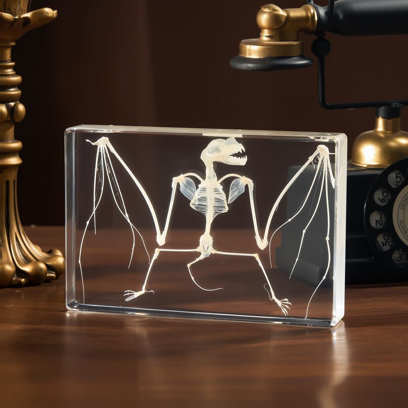 Taxidermy Bat and Real Bat Specimens Mounted in Resin, Ideal Gift for Fans of Taxidermy, Animal Skulls, Oddities, and Biology (Bat Skeleton (5.3x3.5x1.3 Inch)) Bat Skeleton (5.3x3.5x1.3 Inch)